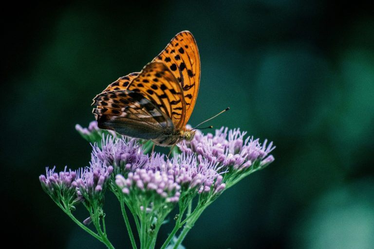 What To Expect When Dating a Sanguine