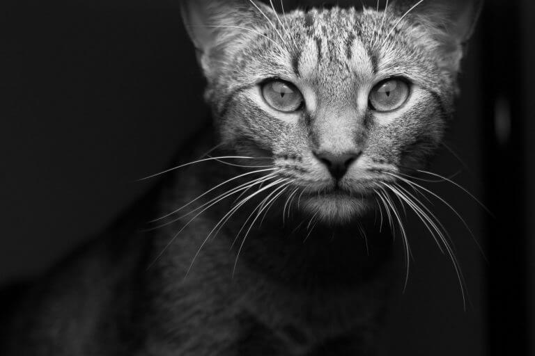 What To Expect When Dating a Melancholic