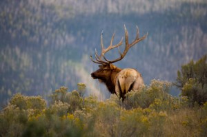 Elk roam Kevin and Tiffany's four-acre property in Colorado