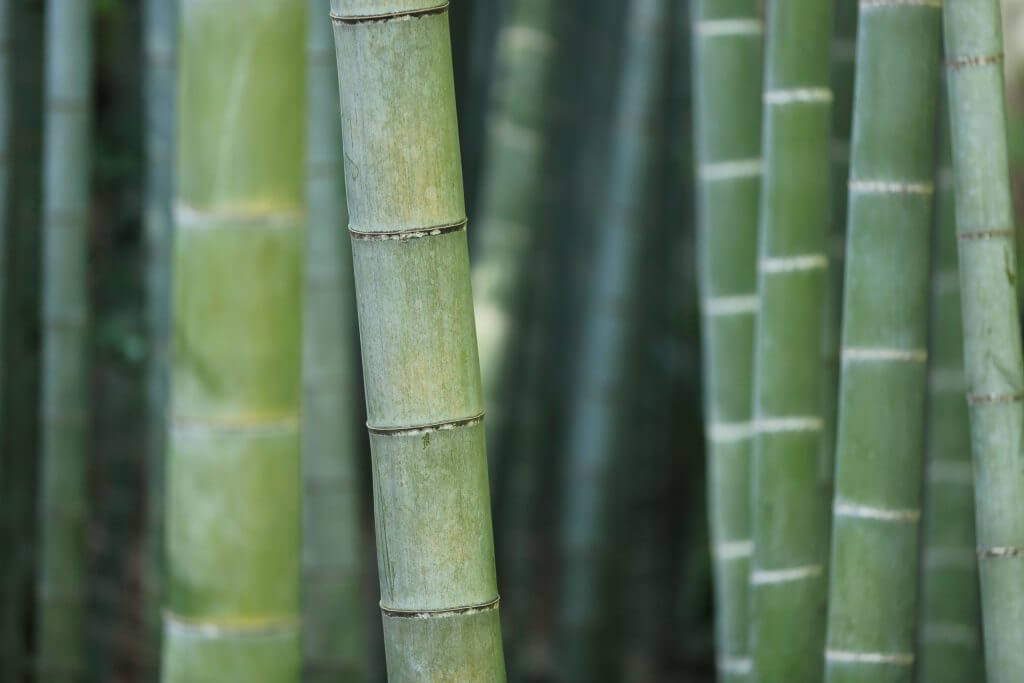 Did You Know Bamboo Will Help You Heal After Divorce?