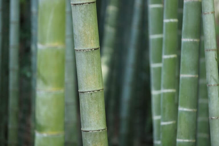 Did You Know Bamboo Will Help You Heal After Divorce?