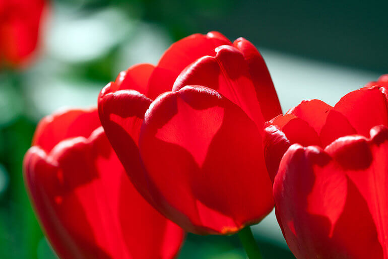 Love Enters Full Bloom of Marriage For Two Catholic Couples