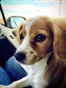 10690348_10100272496222750_9195298394676259521_n