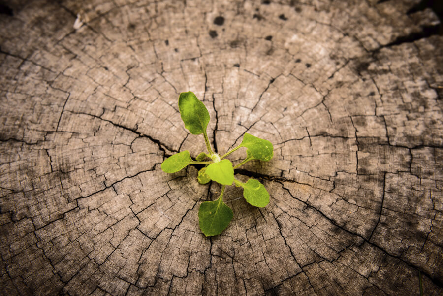 Transform Your Suffering After Divorce