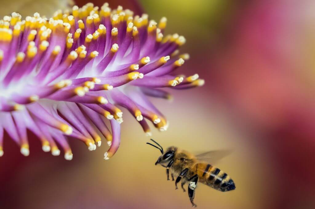 Do You Know The Four Pillars of Attraction?