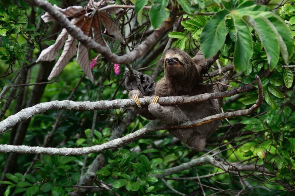 Is This Creature Killing Your Happiness?