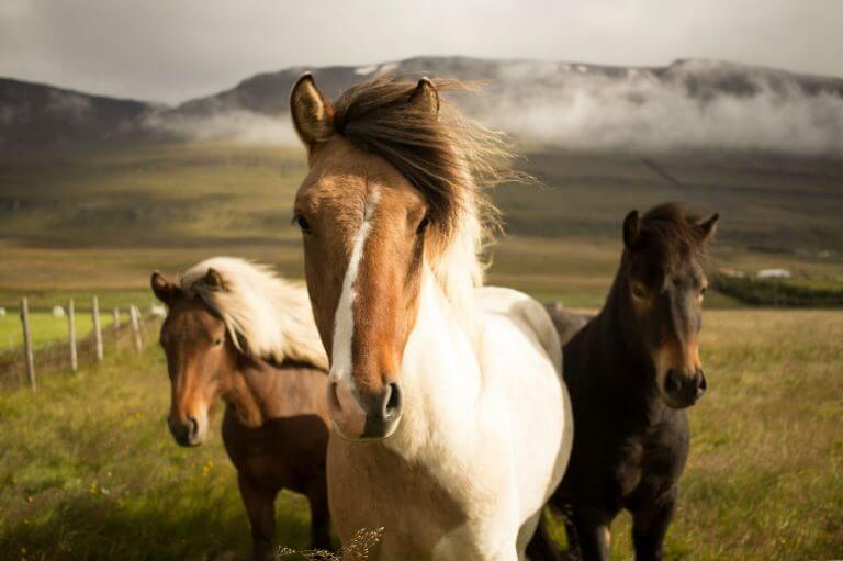 5th Sunday of Lent VIDEO: God Wants You Off Your High Horse