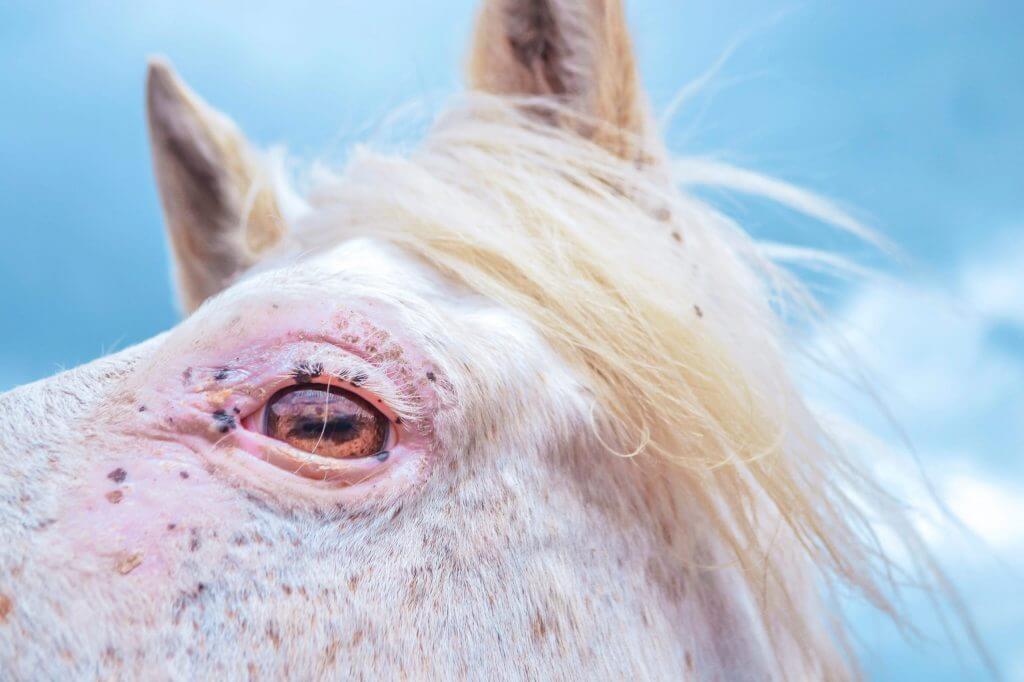 Learn How to Date From My Little Pony