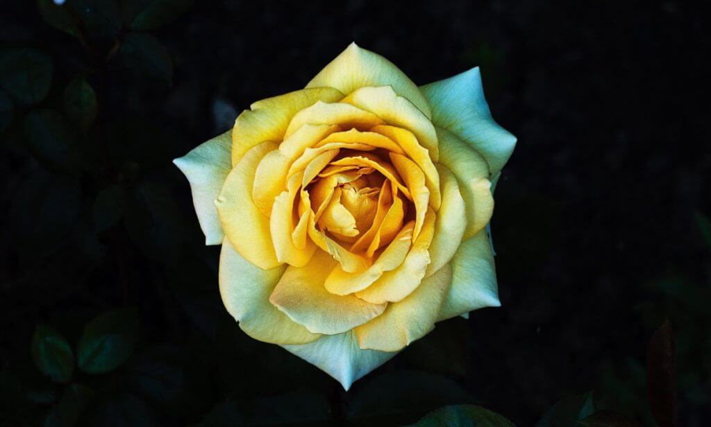 When St. Therese Doesn't Give You a Rose