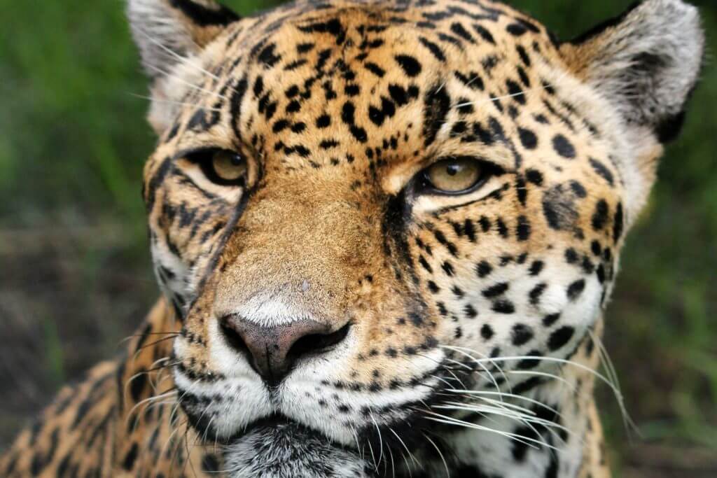 Do You Need a Leopard in Your Life?