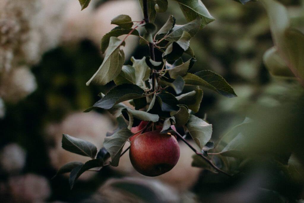 On Falling in Love After the Fall