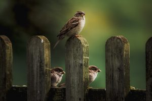 sparrows